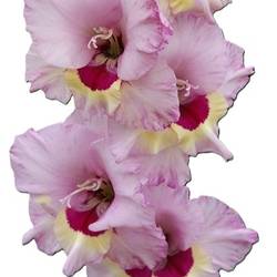Gladiole hell rosa-hell rosa Zamora 90cm