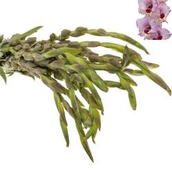 Gladiole hell rosa-hell rosa Zamora 90cm