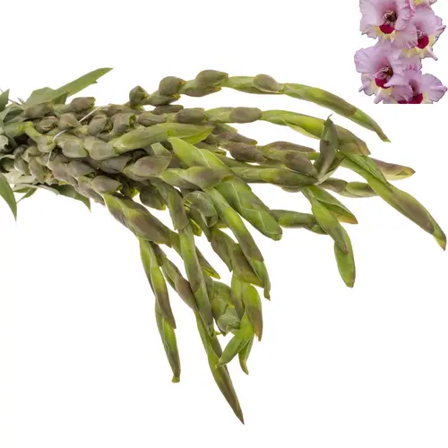 Gladiole hell rosa-hell rosa Zamora 95cm