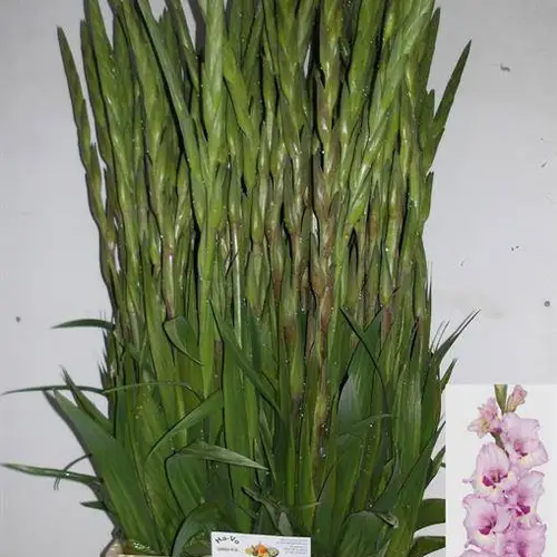 Gladiole hell rosa-hell rosa Zamora 90cm