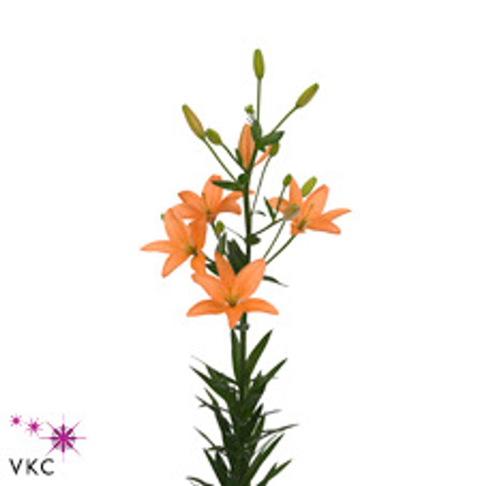 Lilie asiatisch orange Mini Coco 5+ Bl. 80cm