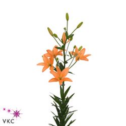 Lilie asiatisch orange Mini Coco 5+ Bl. 80cm