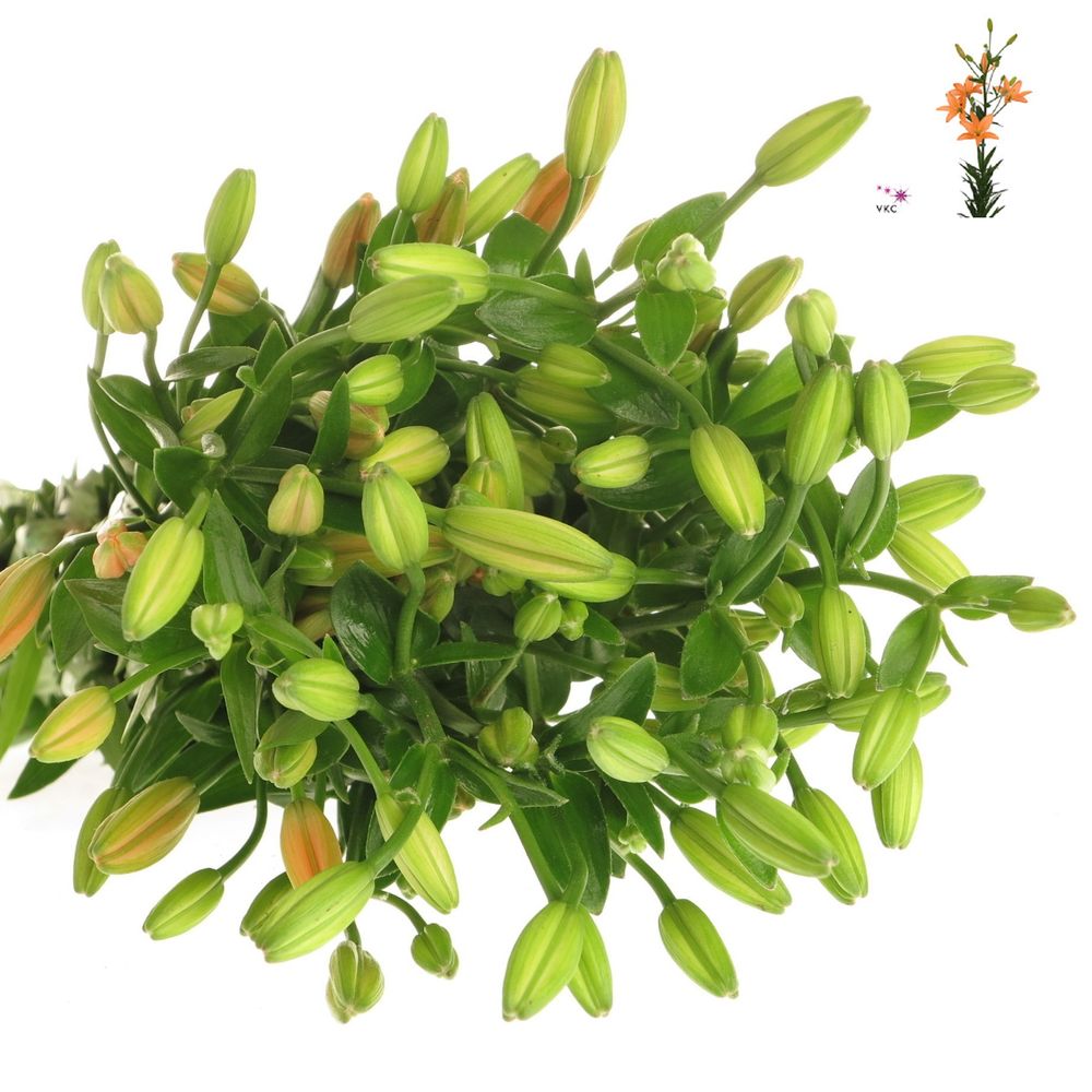 Lilie asiatisch orange Mini Coco 5+ Bl. 80cm