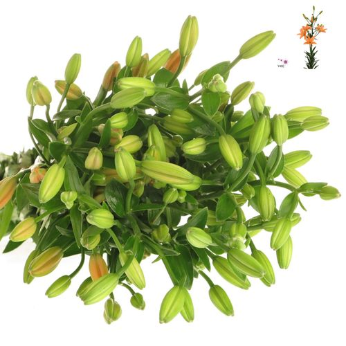 Lilie asiatisch orange Mini Coco 5+ Bl. 80cm