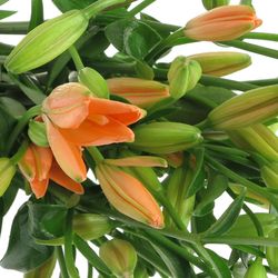 Lilie asiatisch orange Mini Coco 5+ Bl. 80cm