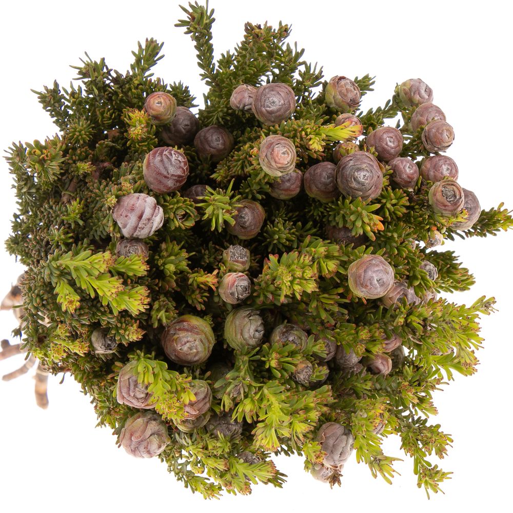 Safari Tortum Female 50cm