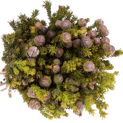 Safari Tortum Female 50cm