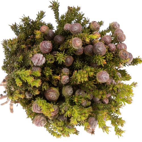 Safari Tortum Female 50cm