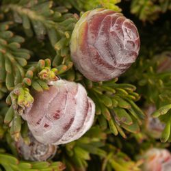 Safari Tortum Female 50cm