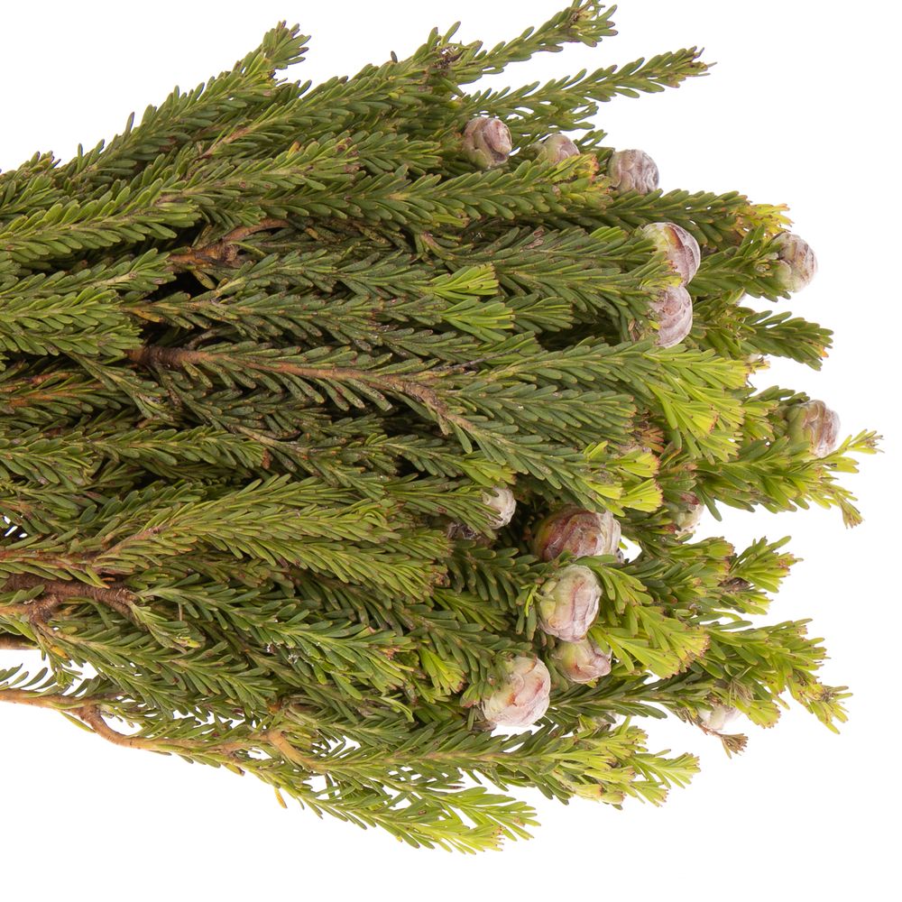 Safari Tortum Female 50cm