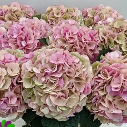 Hortensie rosa Vienna classic Bol 23cm 90cm