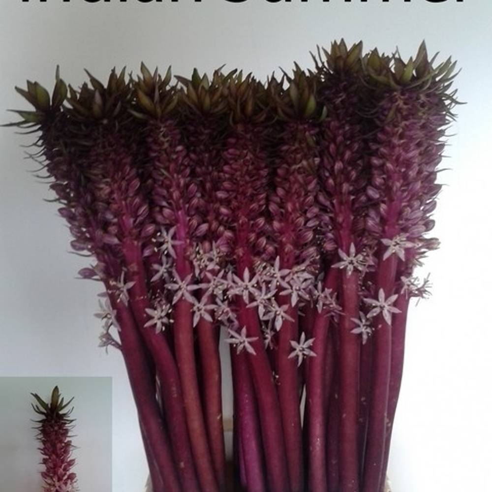 Eucomis lila