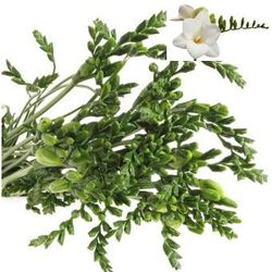 Freesie weiss San Remo 20  Gramm