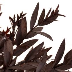 Präparierte Eukalyptus Parvifolia rot 70cm
