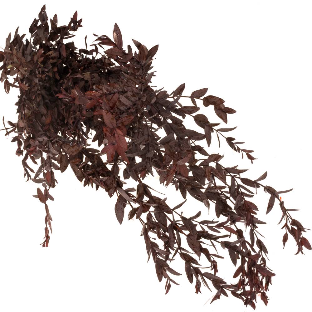 Präparierte Eukalyptus Parvifolia rot 70cm