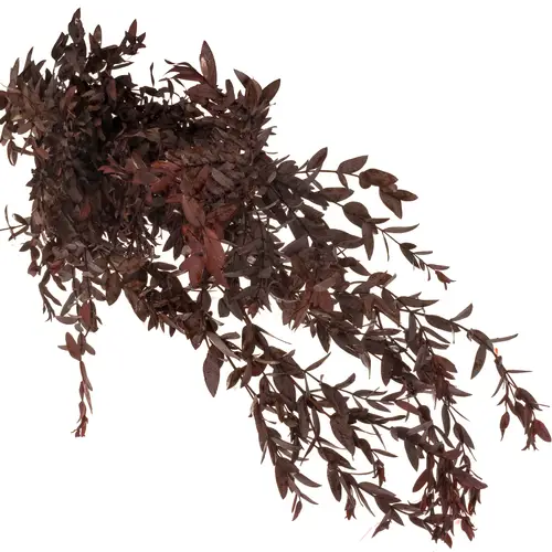 Präparierte Eukalyptus Parvifolia rot 70cm
