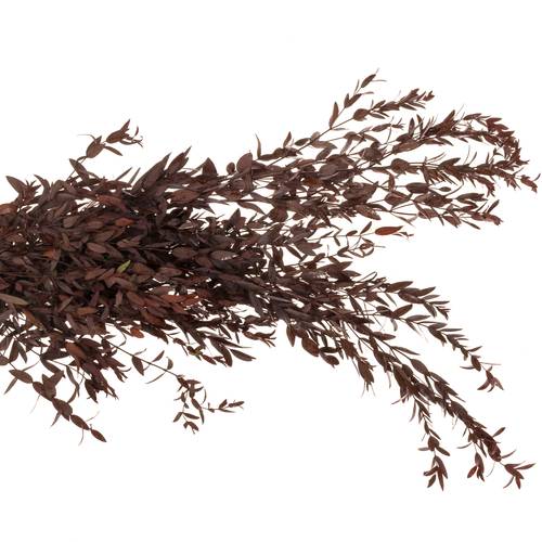 Präparierte Eukalyptus Parvifolia rot 70cm
