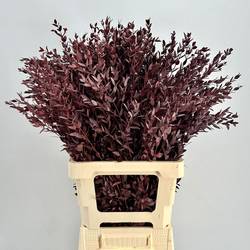 Präparierte Eukalyptus Parvifolia rot 70cm