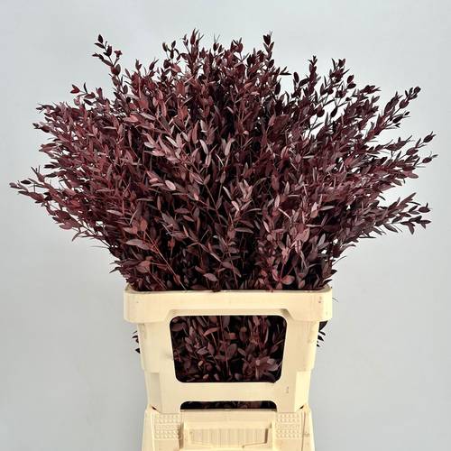 Präparierte Eukalyptus Parvifolia rot 70cm