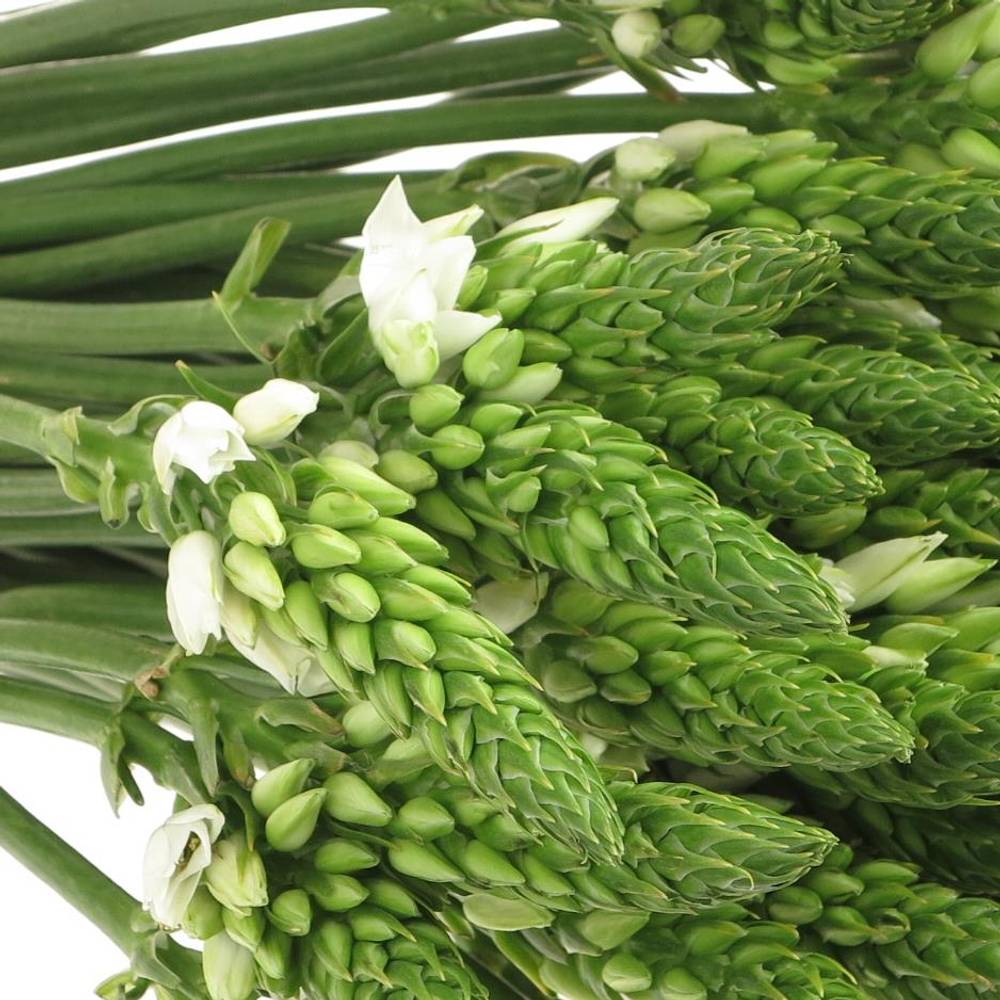Ornithogalum weiss 70cm