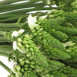 Ornithogalum weiss 70cm