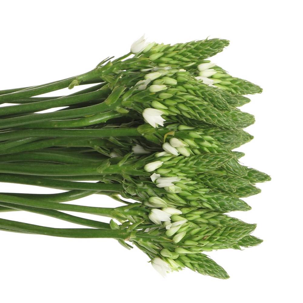Ornithogalum weiss 70cm