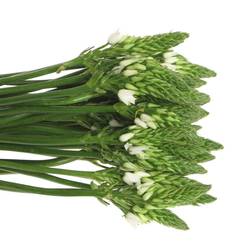 Ornithogalum weiss 70cm