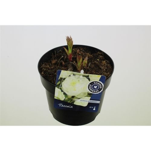 Paeonia O weiss Nemours T17 H20