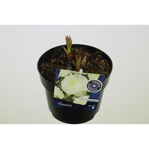 Paeonia O weiss Nemours T17 H20