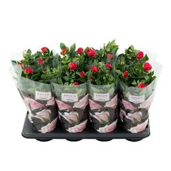 Rose Patio fuchsia Deep Pink T13 H036
