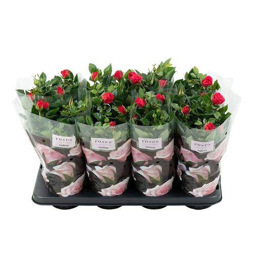Rose Patio fuchsia Deep Pink T13 H036