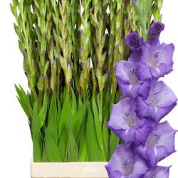 Gladiole lila Mojito 110 cm Extra lang