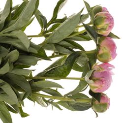 Pfingstrose pink Jacorma 60cm Molenaar