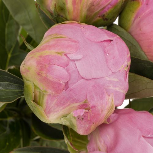 Pfingstrose pink Jacorma 60cm Molenaar