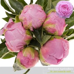 Pfingstrose pink Jacorma 60cm Molenaar