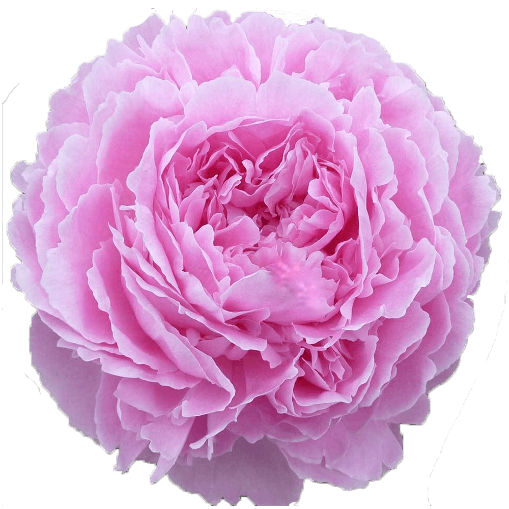 Pfingstrose pink Jacorma 60cm Molenaar