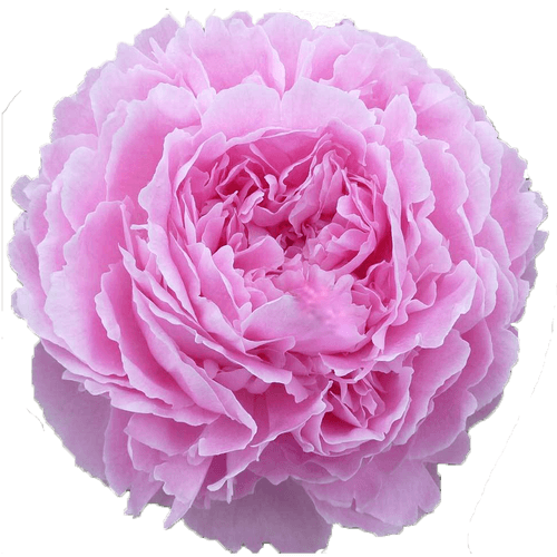 Pfingstrose pink Jacorma 60cm Molenaar