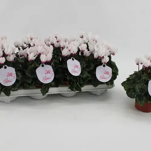 Cyclame weiss Odora T10,5 H025