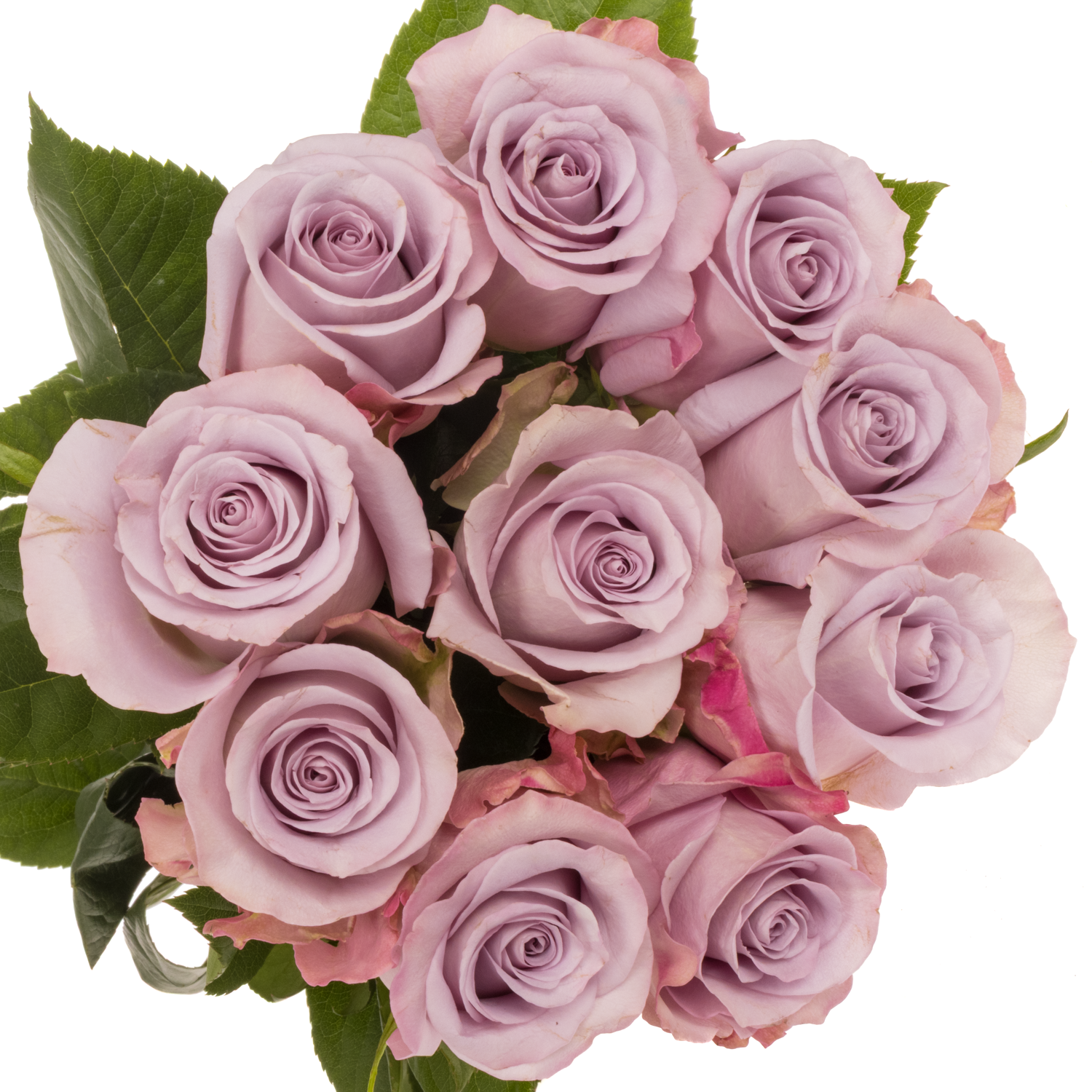 Rose milka Ocean Song (Ec) 50cm X10