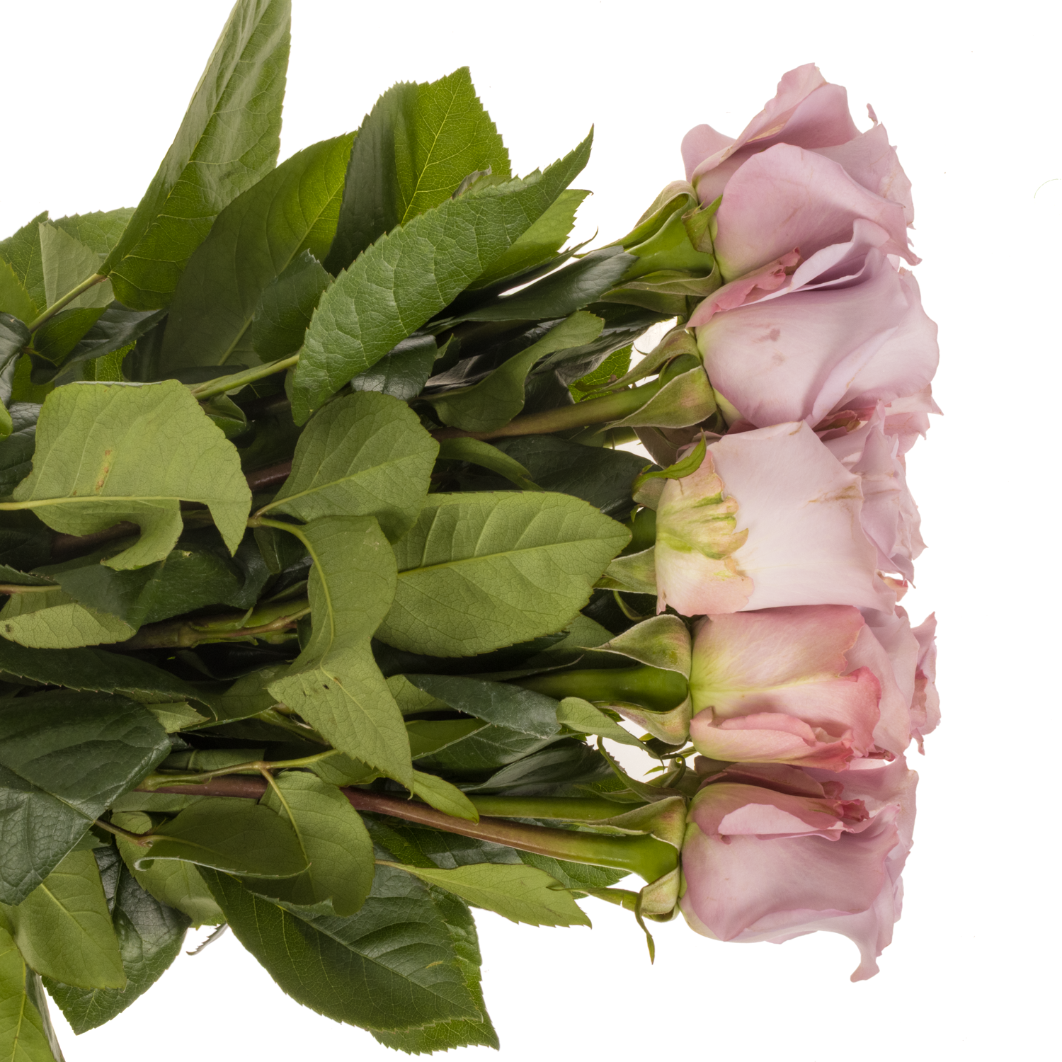 Rose milka Ocean Song (Ec) 50cm X10