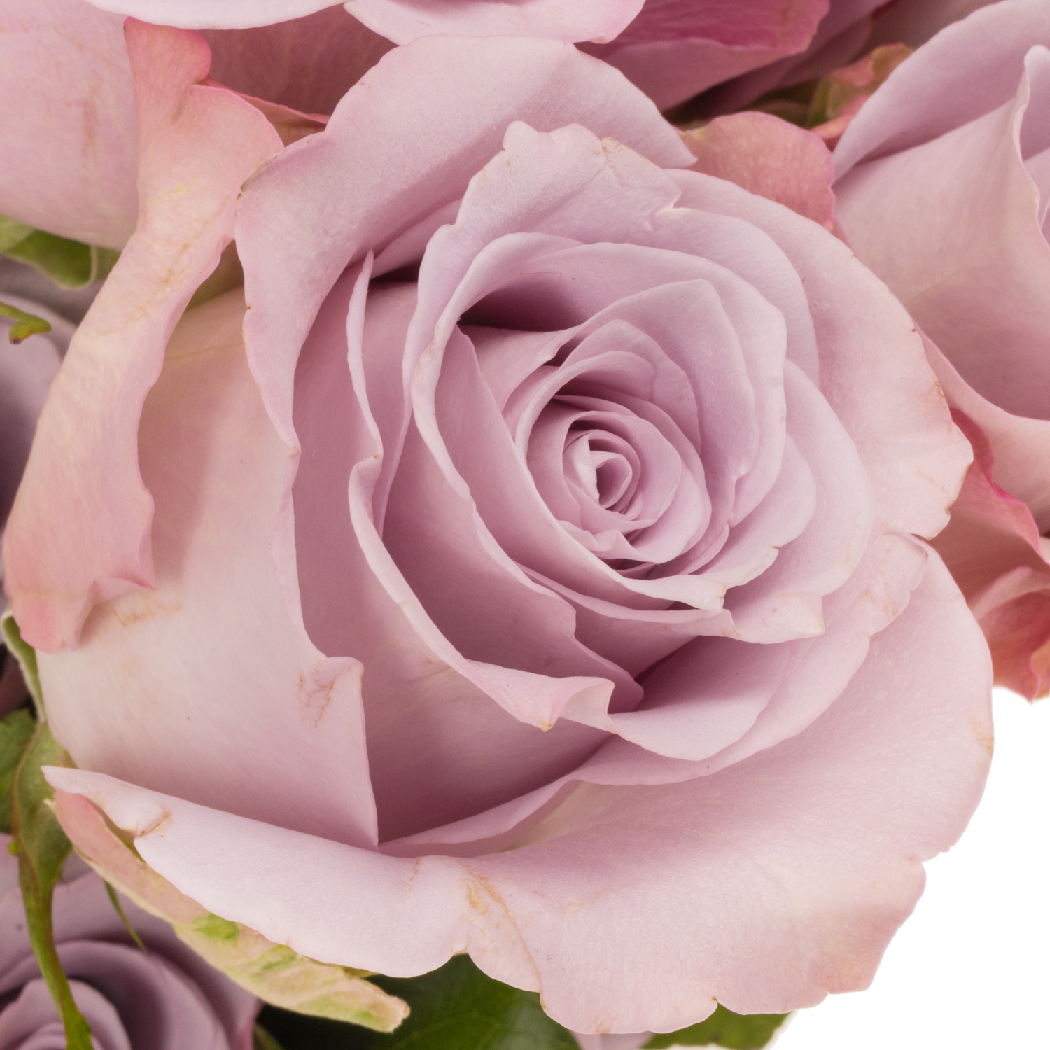 Rose milka Ocean Song (Ec) 50cm X10