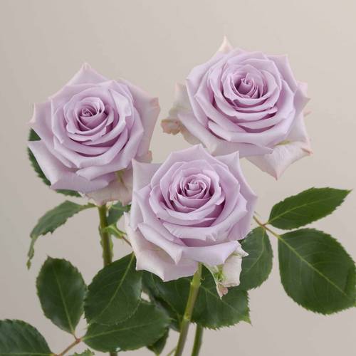 Rose milka Ocean Song (Ec) 50cm X10