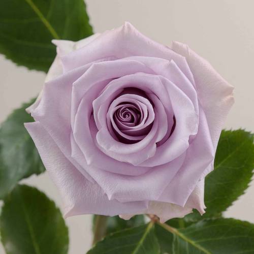 Rose milka Ocean Song (Ec) 50cm X10