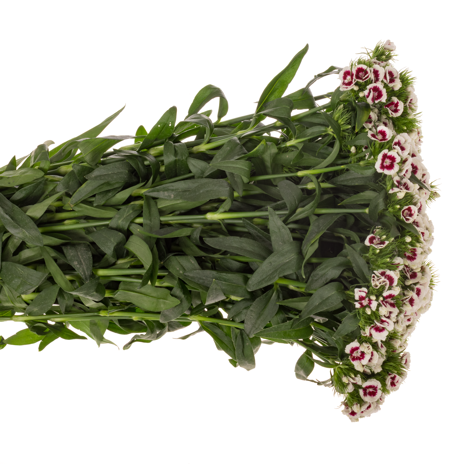 Bartnelke weinrot/weiss King 55cm