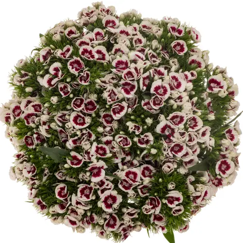 Bartnelke weinrot/weiss King 55cm