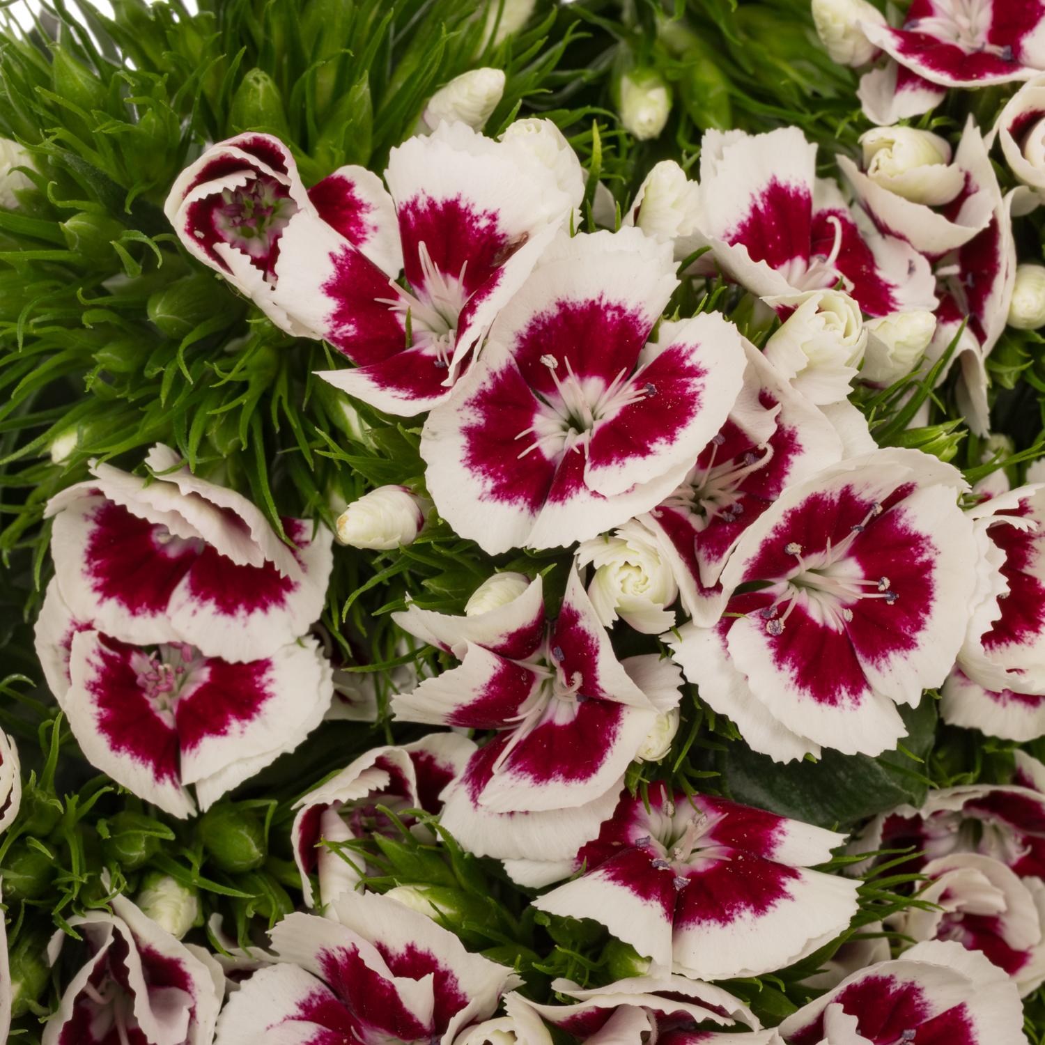 Bartnelke weinrot/weiss King 55cm