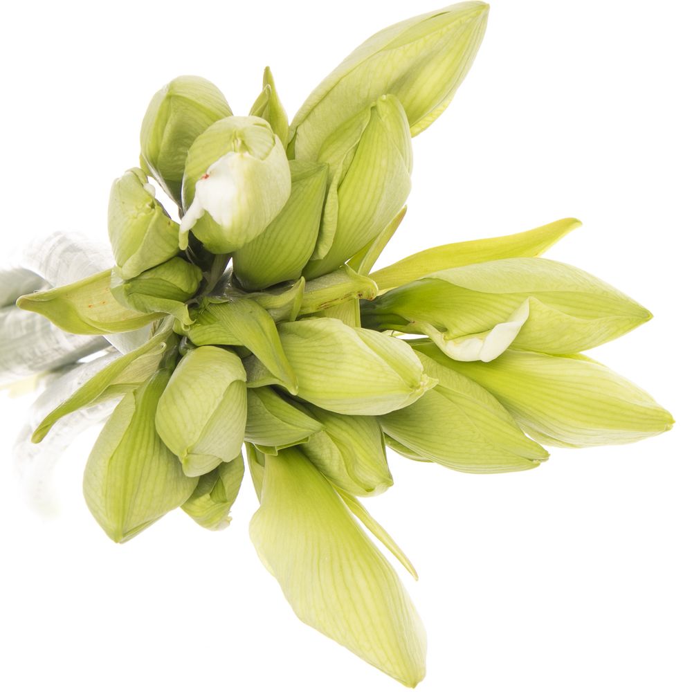 Amaryllis weiss Albarino