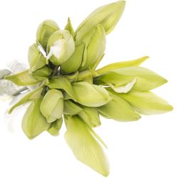 Amaryllis weiss Albarino