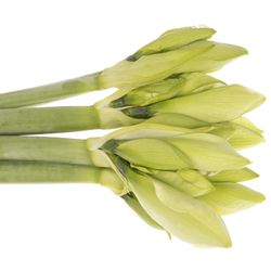Amaryllis weiss Albarino