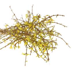 Forsythia gelb pro Bund 60cm
